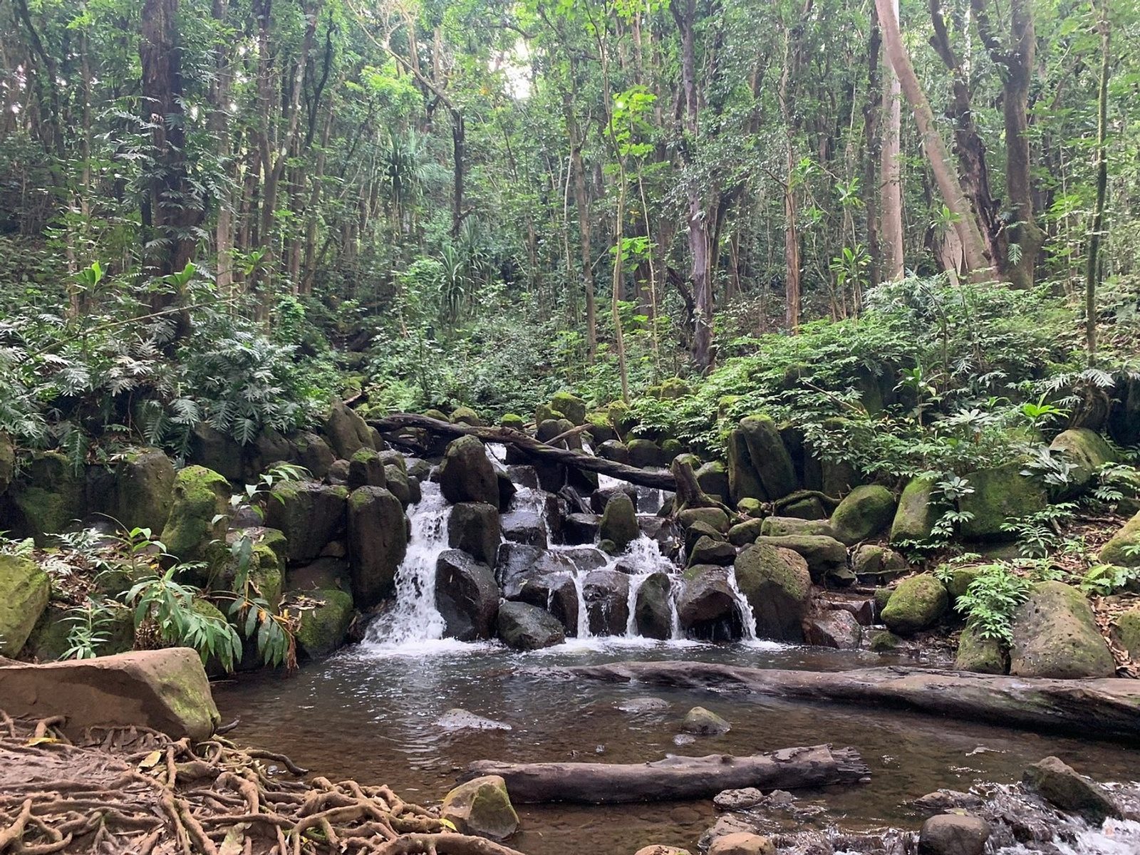 A stream tumbling over mossy boulders through the rainforest on the trail to the falls