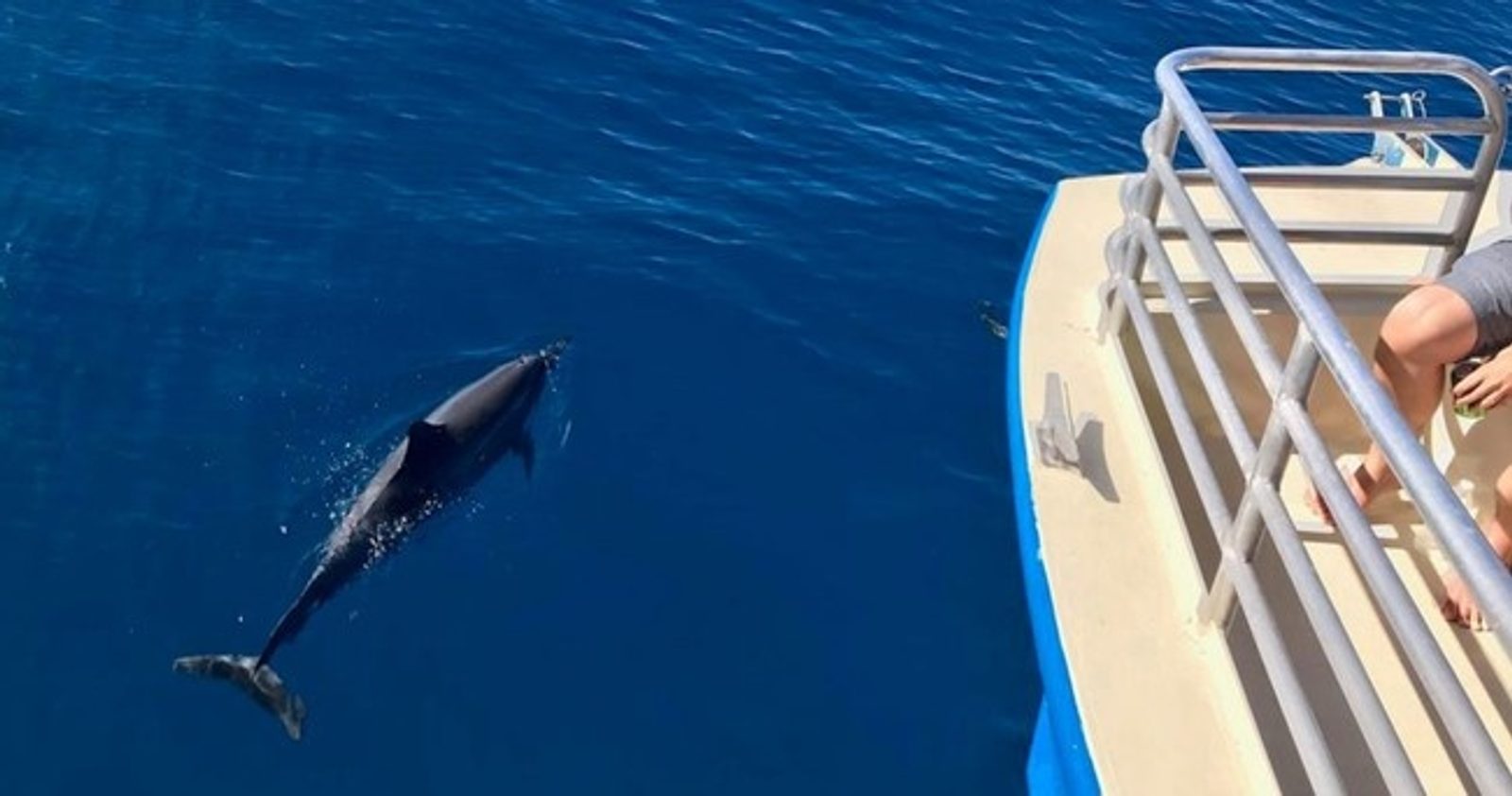 A dolphin surfacing beside the catamaran's rail in deep blue water