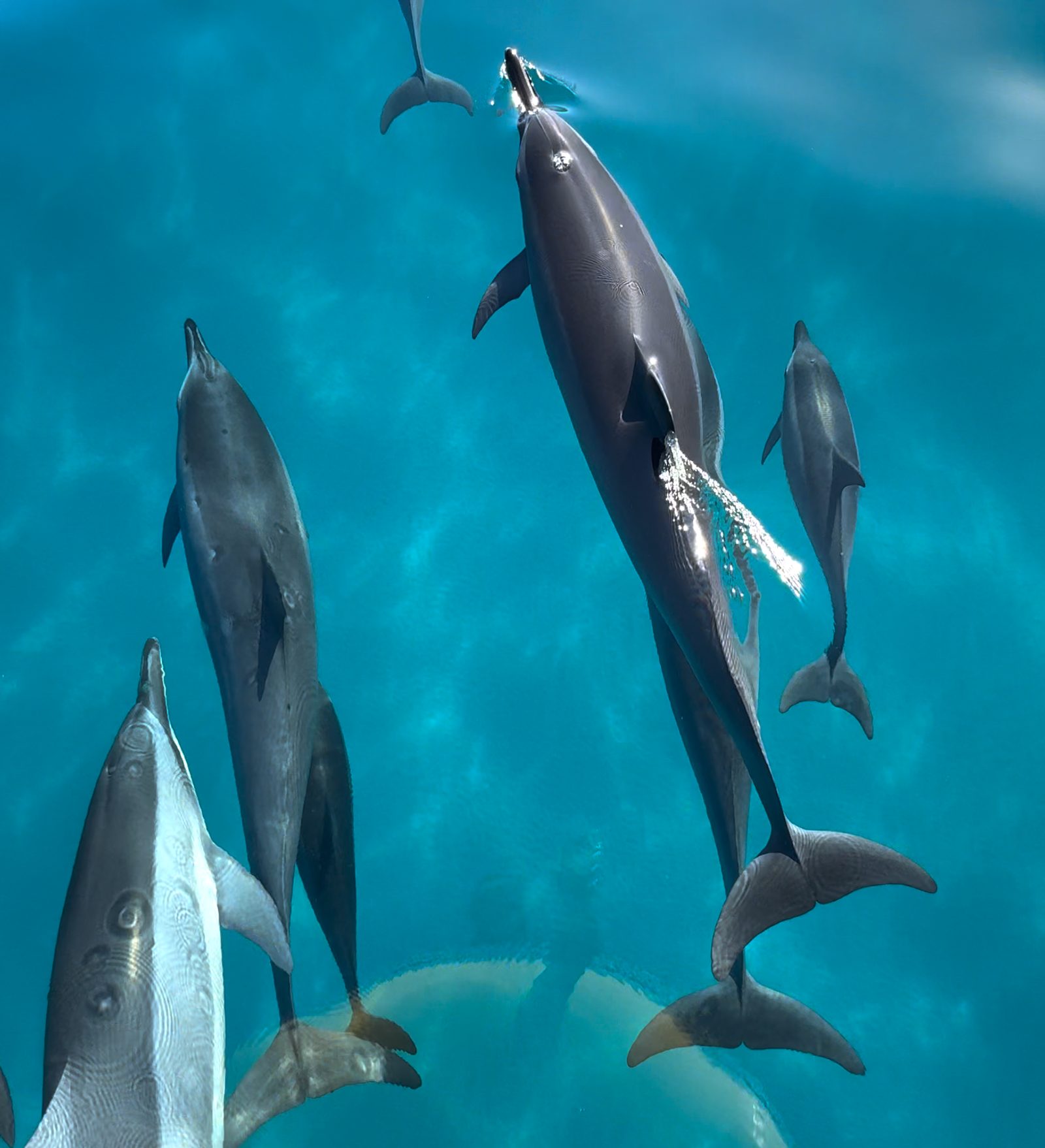 Four spinner dolphins swimming together just below the surface in deep blue water