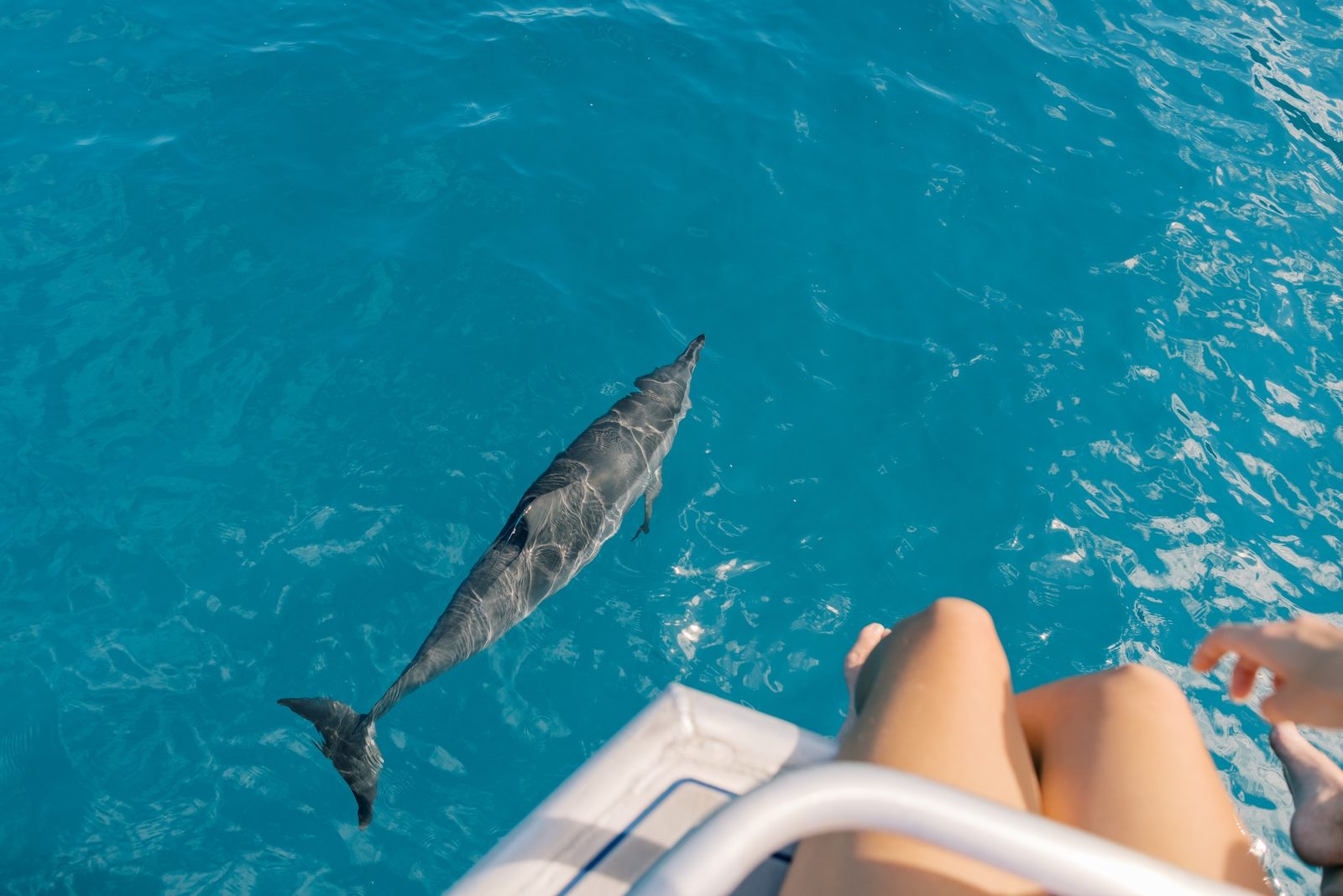 A spinner dolphin gliding just under the surface beside the boat in clear turquoise water